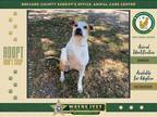 Adopt Muffin a Mixed Breed (Medium) / Mixed dog in Melbourne, FL (40871571)