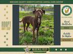 Adopt Zuzu a Mixed Breed (Medium) / Mixed dog in Melbourne, FL (40882756)
