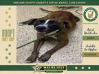Adopt Cookie a Mixed Breed (Medium) / Mixed dog in Melbourne, FL (41163282)