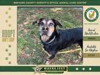 Adopt Inspector Gadget a Mixed Breed (Medium) / Mixed dog in Melbourne