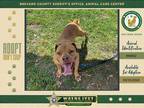 Adopt Gemma a Mixed Breed (Medium) / Mixed dog in Melbourne, FL (40996348)
