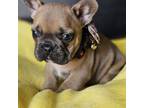 French Bulldog Puppy for sale in Deerfield Beach, FL, USA