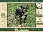 Adopt Jessi a Mixed Breed (Medium) / Mixed dog in Melbourne, FL (40929492)