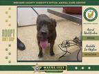 Adopt Stanley a Mixed Breed (Medium) / Mixed dog in Melbourne, FL (41238371)