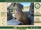 Adopt Biscuit a Mixed Breed (Medium) / Mixed dog in Melbourne, FL (41365414)