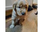 Labrador Retriever Puppy for sale in Ferrum, VA, USA