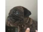 Neapolitan Mastiff Puppy for sale in Bainbridge, GA, USA