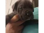 Neapolitan Mastiff Puppy for sale in Bainbridge, GA, USA