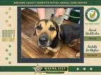 Adopt Tucker a Mixed Breed (Medium) / Mixed dog in Melbourne, FL (41353389)