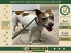 Adopt Nora a Mixed Breed (Medium) / Mixed dog in Melbourne, FL (41157995)