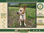 Adopt Hibiscus a Mixed Breed (Medium) / Mixed dog in Melbourne, FL (41277717)