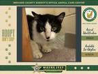 Adopt Sunday a Domestic Shorthair / Mixed cat in Melbourne, FL (41394863)