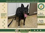 Adopt Pico a Mixed Breed (Medium) / Mixed dog in Melbourne, FL (41447010)