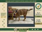 Adopt Cheyenne a Mixed Breed (Medium) / Mixed dog in Melbourne, FL (41445851)