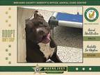 Adopt Winnie a Mixed Breed (Medium) / Mixed dog in Melbourne, FL (41445850)