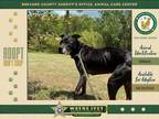 Adopt Rillo a Mixed Breed (Medium) / Mixed dog in Melbourne, FL (41277718)