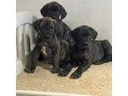 Great Dane Puppy for sale in Jeffers, MN, USA