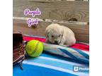Golden Retriever Puppy for sale in Lucedale, MS, USA