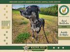 Adopt Gibson a Mixed Breed (Medium) / Mixed dog in Melbourne, FL (41370834)