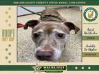 Adopt Nala a Mixed Breed (Medium) / Mixed dog in Melbourne, FL (41387120)