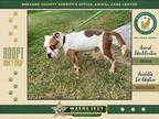 Adopt Boulder a Mixed Breed (Medium) / Mixed dog in Melbourne, FL (41370833)