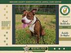 Adopt Pizookie a Mixed Breed (Medium) / Mixed dog in Melbourne, FL (41399462)