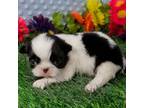 Japanese Chin Puppy for sale in Johnson City, TN, USA