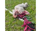 Mutt Puppy for sale in Emporia, VA, USA