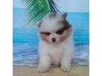 Pomeranian Puppy for sale in Middlefield, OH, USA