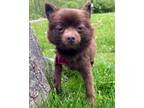 Adopt Julianna a Brown/Chocolate Pomeranian / Mixed dog in Bedford Hills