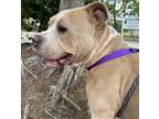 Adopt Rome a American Staffordshire Terrier / Mixed dog in Raleigh