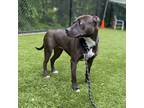 Adopt Freya a American Staffordshire Terrier / Mixed dog in Raleigh