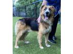 Adopt Marco a Shepherd (Unknown Type) / Mixed dog in Raleigh, NC (41450519)