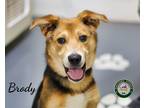 Adopt 24-05-1461 Brody a Shepherd (Unknown Type) / Mixed dog in Dallas