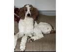Adopt Bernie a White - with Tan, Yellow or Fawn Standard Poodle / Mixed dog in