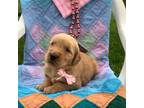Golden Retriever Puppy for sale in Baltic, OH, USA