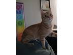 Adopt Amsterdam a Orange or Red (Mostly) Domestic Shorthair cat in King George