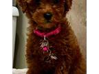 Poodle (Toy) Puppy for sale in Mapleton, UT, USA