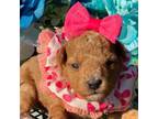 Poodle (Toy) Puppy for sale in Shelbyville, TN, USA