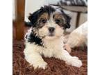 Shih Tzu Puppy for sale in Albany, OR, USA