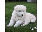 Samoyed Puppy for sale in Priest River, ID, USA