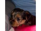 Yorkshire Terrier Puppy for sale in Booneville, MS, USA