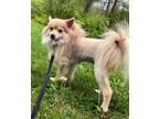 Adopt Jolene a Tan/Yellow/Fawn - with White Pomeranian / Mixed dog in Bedford