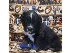 Australian Shepherd Puppy for sale in Penn Yan, NY, USA