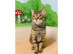Adopt Camper a Domestic Shorthair / Mixed cat in Edmonton, AB (41443507)
