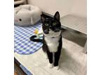 Adopt Cattitude: Atticus a Domestic Shorthair / Mixed cat in Edmonton