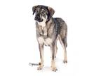 Adopt Denali a German Shepherd Dog / Mixed dog in San Diego, CA (41027513)