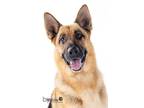 Adopt Jesse a German Shepherd Dog / Mixed dog in San Diego, CA (40426250)