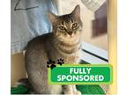 Adopt Meg a Domestic Shorthair / Mixed cat in Edmonton, AB (41301294)