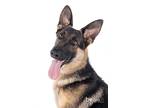 Adopt Bella a German Shepherd Dog / Mixed dog in Mira Loma, CA (39872335)